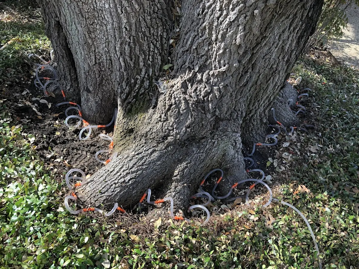 Detailed Tree Cabling and Bracing job site in Valleyford