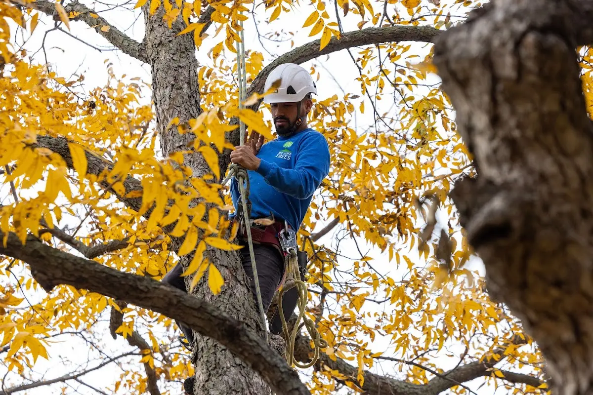 Skilled Tree Planing crew working in Valleyford