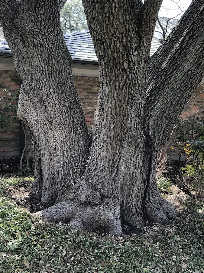 Mature heritage tree close to a Valleyford property cared for by certified arborists